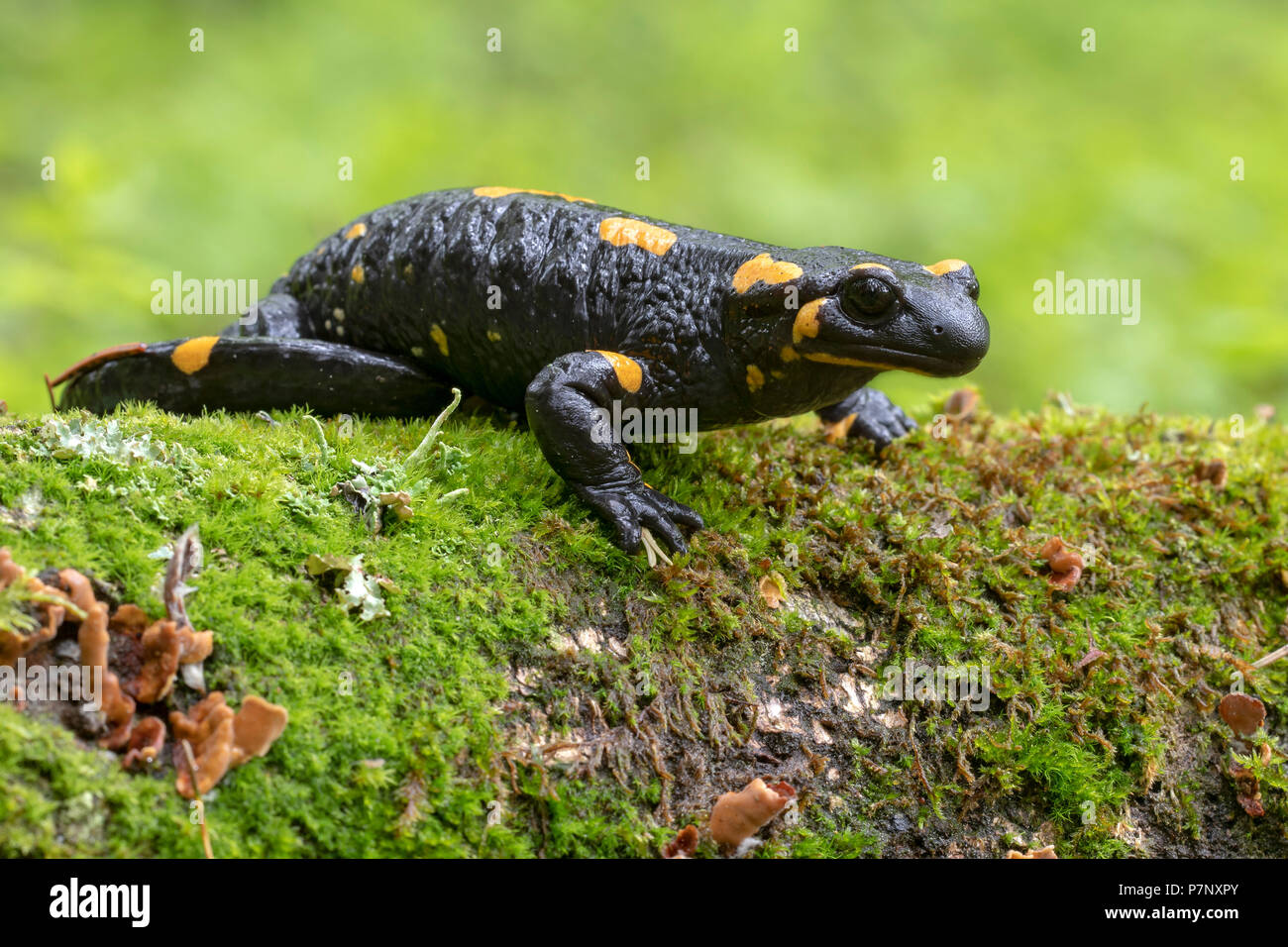 Feuersalamander (Salamandra salamandra) auf einem Bemoosten Baumstamm, Burgenland, Österreich Stockfoto
