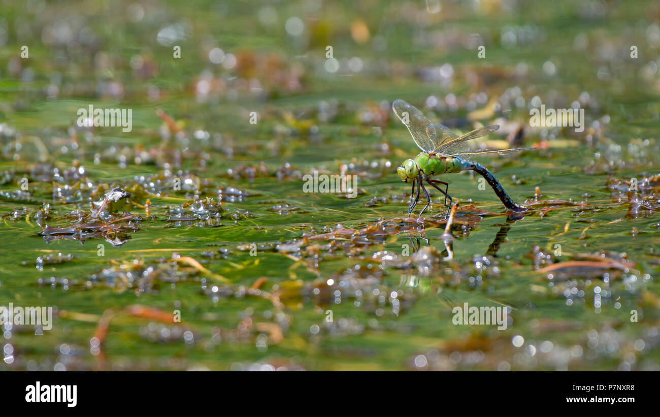 Kaiser Dragonfly (Anax imperator), erwachsenes Weibchen Eier an Wasserpflanzen, Burgenland, Österreich Stockfoto