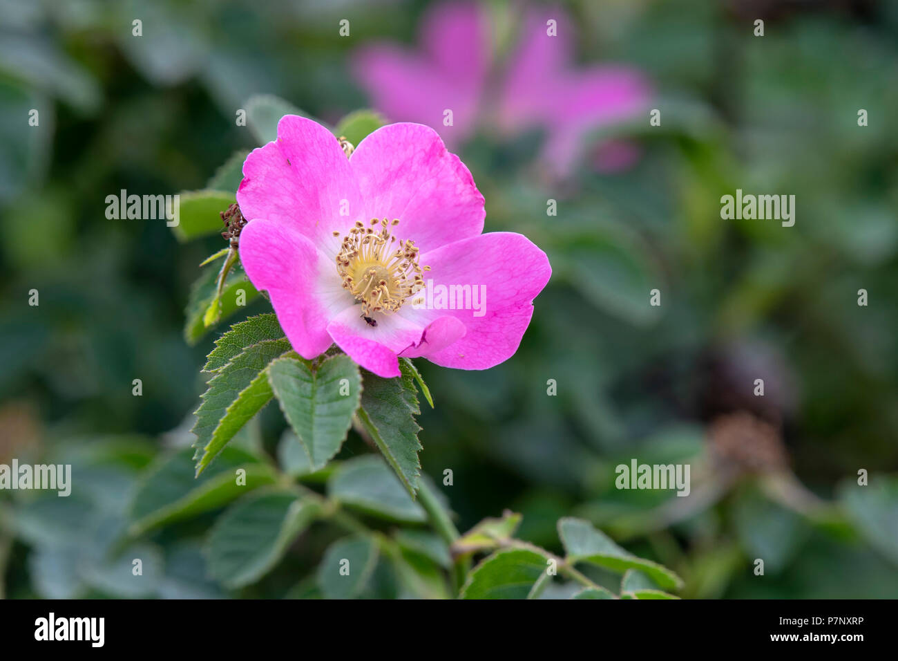 Rosa Blüte Dog Rose (Rosa), Burgenland, Österreich Stockfoto