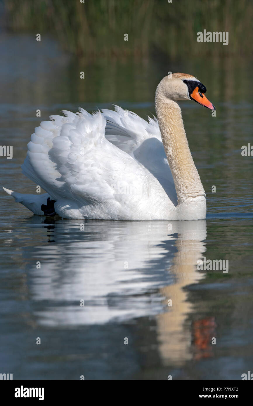 Höckerschwan (Cygnus olor), männlich schwimmen im Wasser, Bodensee, Vorarlberg, Österreich Stockfoto