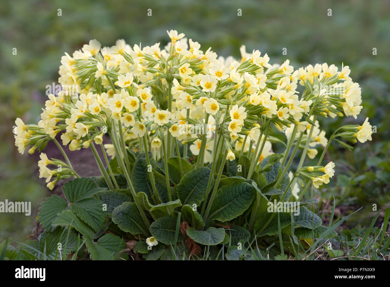 Wahre oxlip (Primula elatiorbegonie Erdbeere), mehrere Pflanzen dicht zusammen, Tirol, Österreich Stockfoto