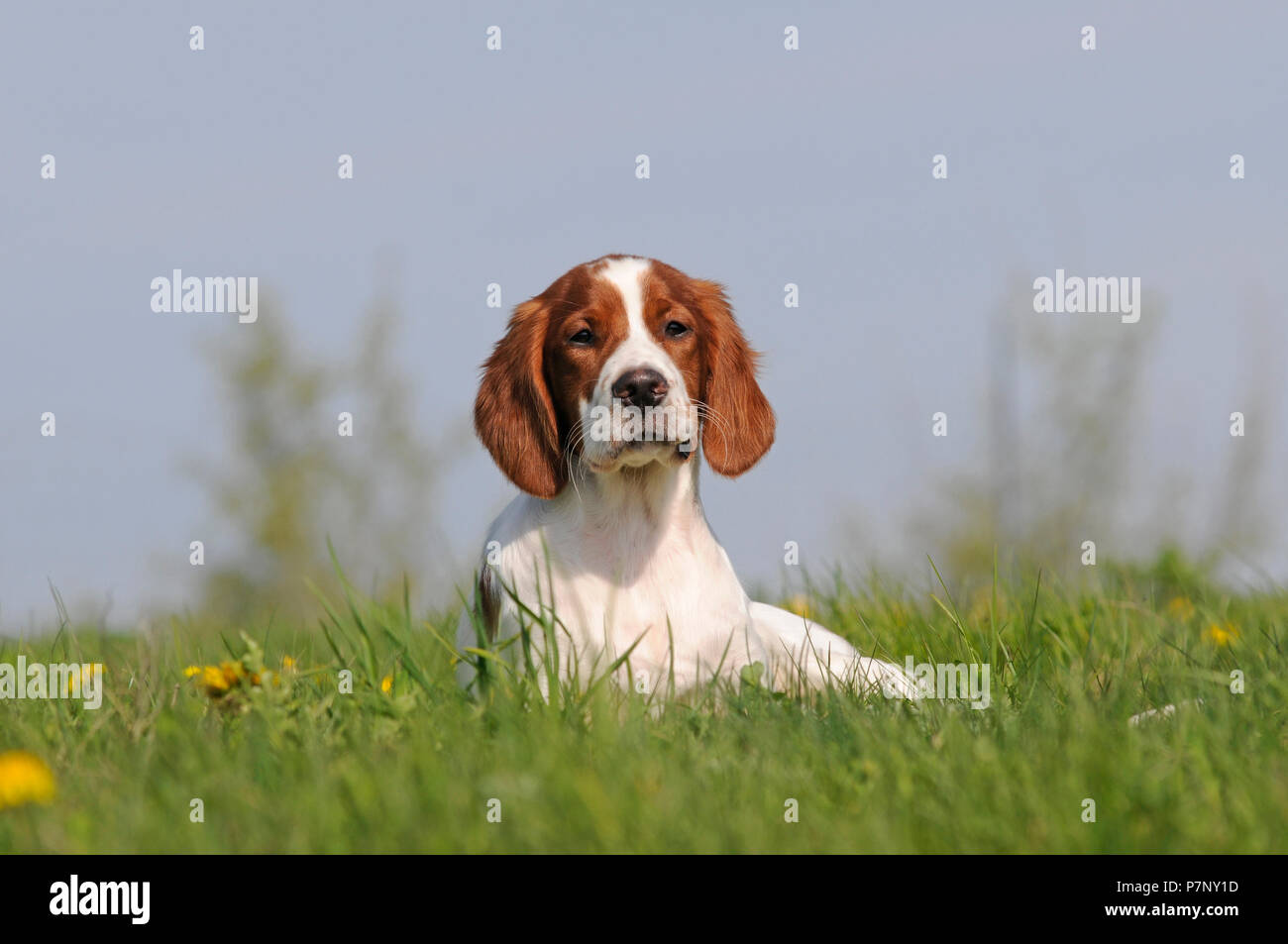 Irische Rot-weiße Setter Welpen im Gras liegend Stockfoto