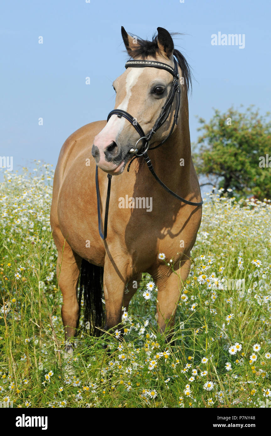 Welsh Pony Palomino Stute Steht In Blute Wiese Mit Ganseblumchen