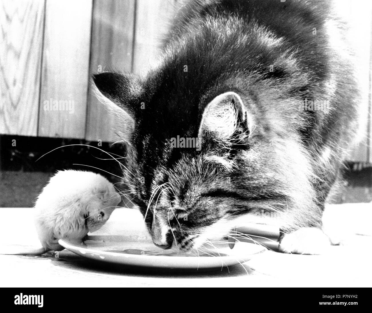 Katze isst zusammen mit der Maus von der Platte, England, Großbritannien Stockfoto