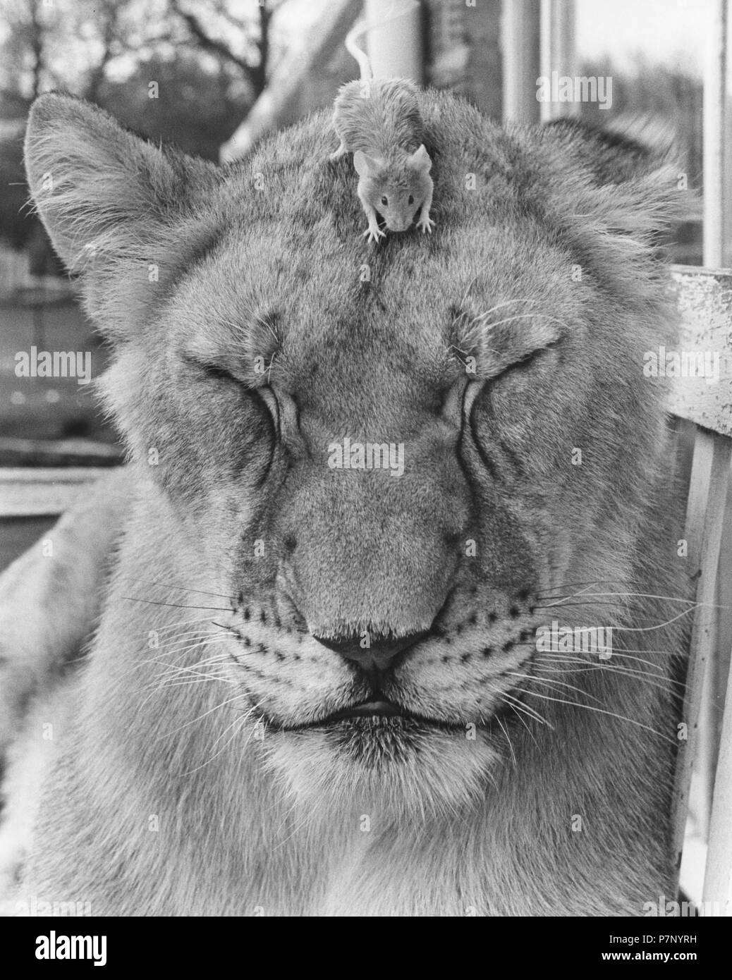 Maus auf dem Kopf eines Löwen, England, Großbritannien Stockfoto
