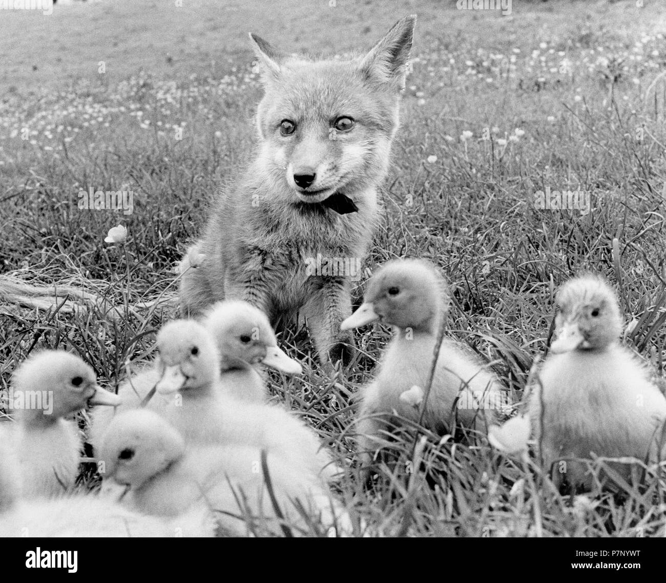 Fox und kleinen Enten, England, Großbritannien Stockfoto