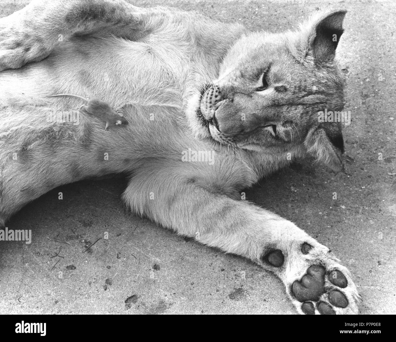 Kleine Maus auf dem Bauch eines Löwen, England, Großbritannien Stockfoto