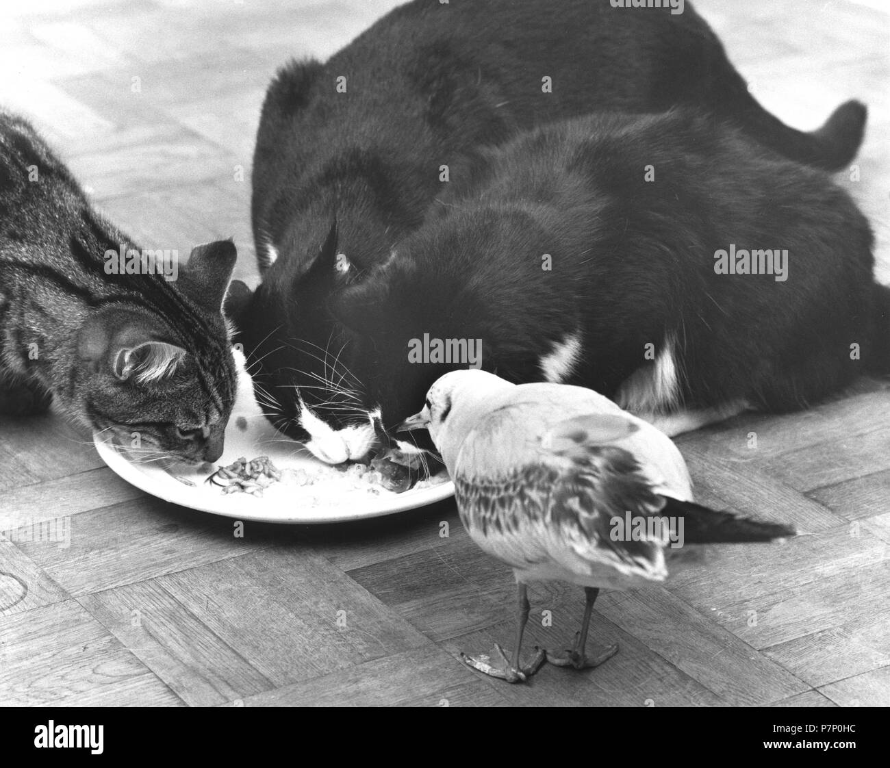 Katzen und ein Vogel zusammen essen, England, Großbritannien Stockfoto