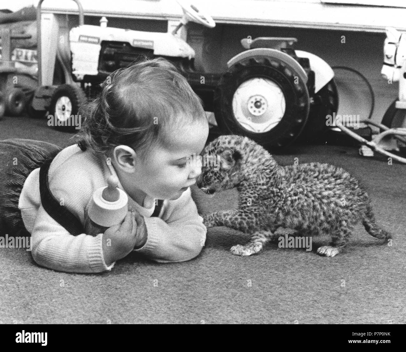 Kind spielt mit Baby Predator, England, Großbritannien Stockfotografie -  Alamy