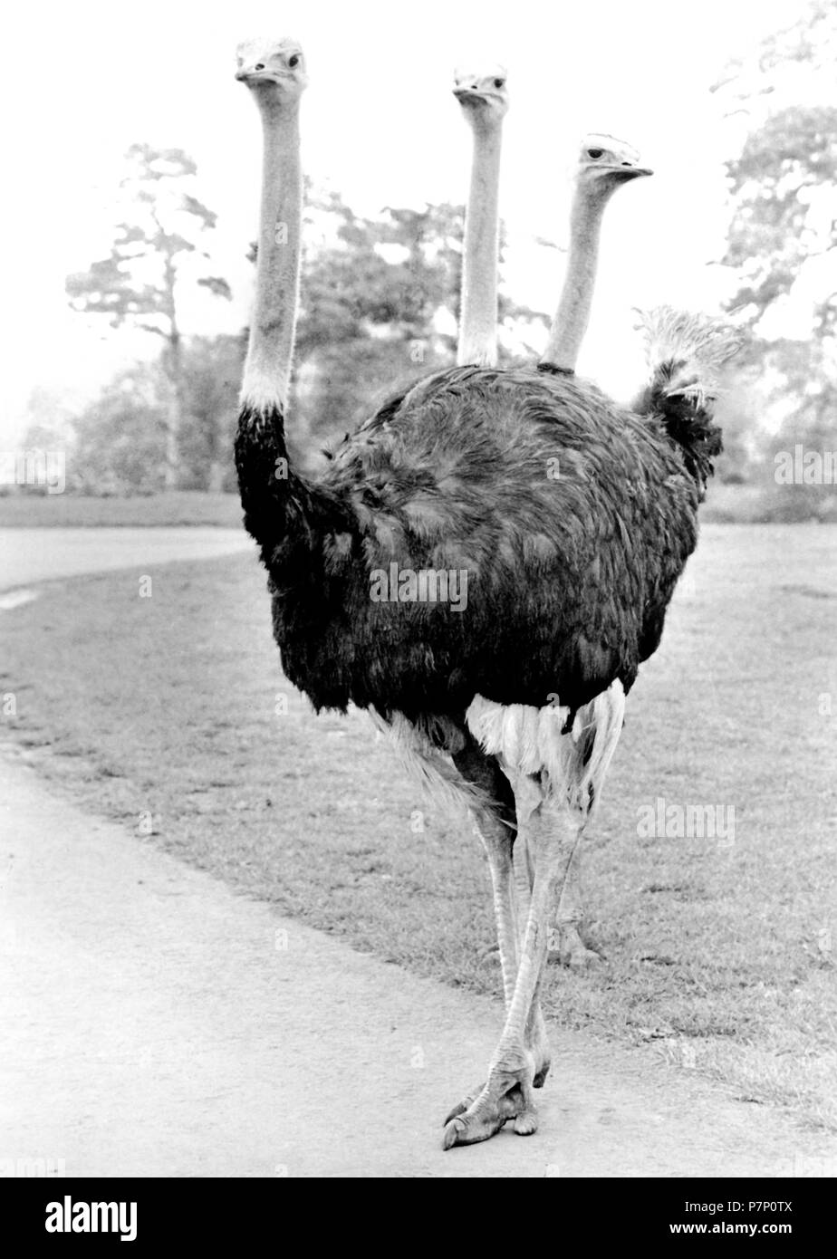 Strauß mit drei Köpfen, England, Großbritannien Stockfoto