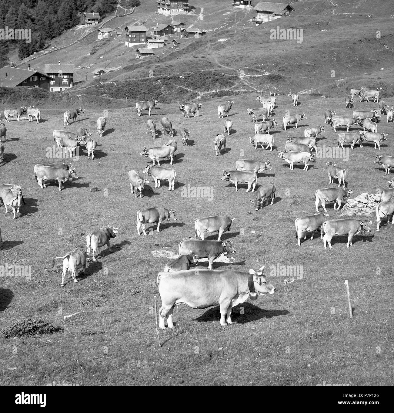 Braun Rinderherde auf einer Alm, inländische Rinder, Ca. 1950, in der Nähe von Freiburg, Deutschland, Ort, Land Stockfoto