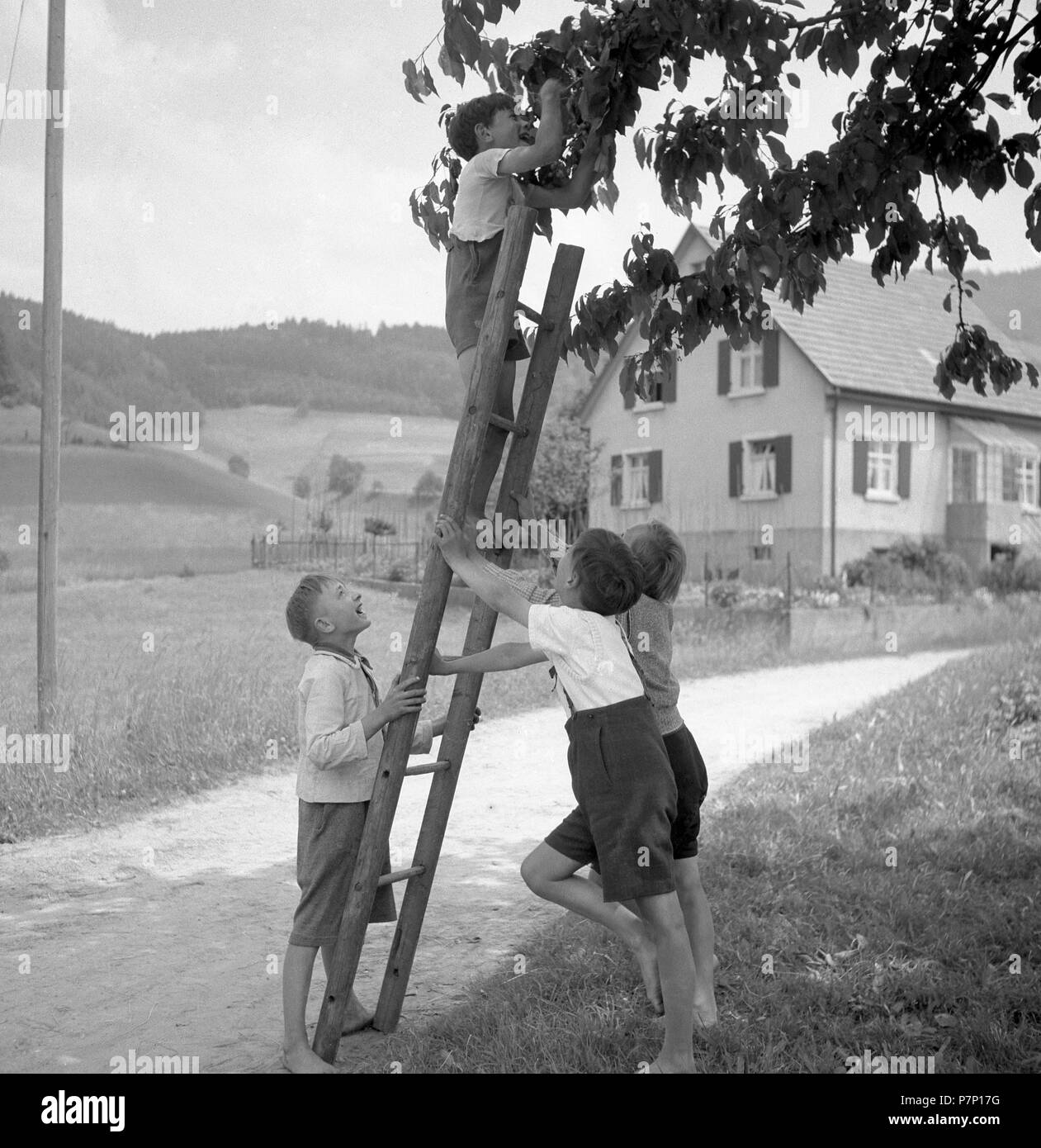 Kinder aus Obst aus dem Apfelbaum mit Hilfe einer Leiter, Ca. 1950, um Freiburg, Deutschland Stockfoto