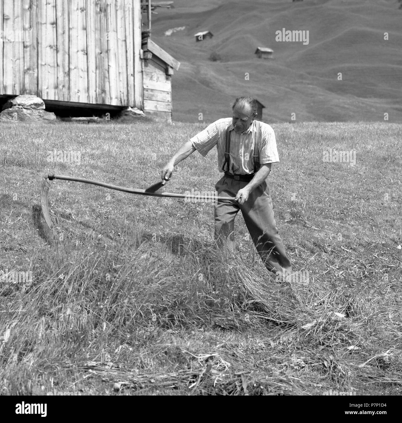 Man mähen Getreide, Weizen Ernte, Landwirtschaft Ca. 1955, in der Nähe