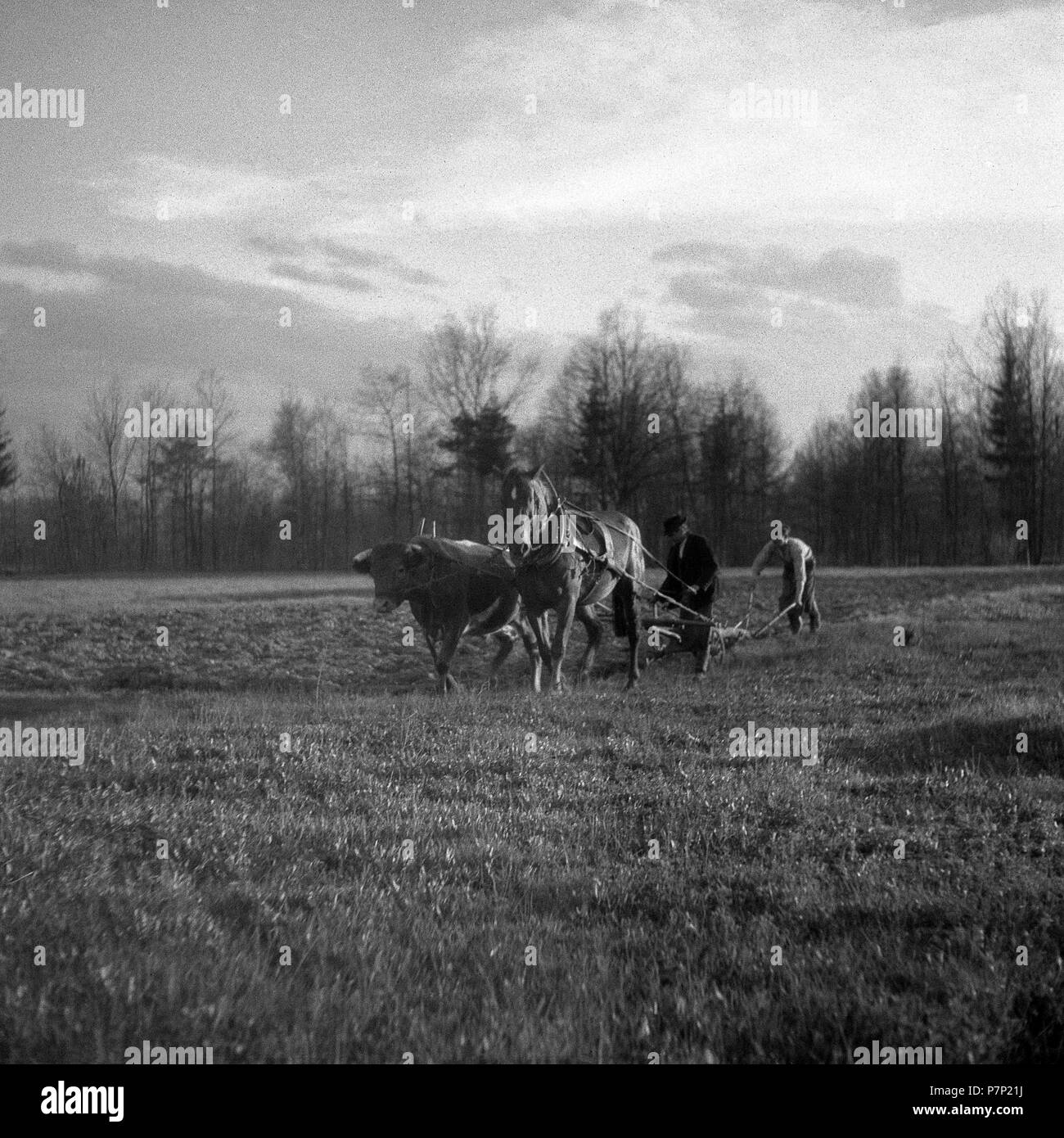 Männer Feld pflügen mit dem belasteten Pferden, Umgebung von Freiburg Ca. 1945 bis 1955, Ort, Land Stockfoto