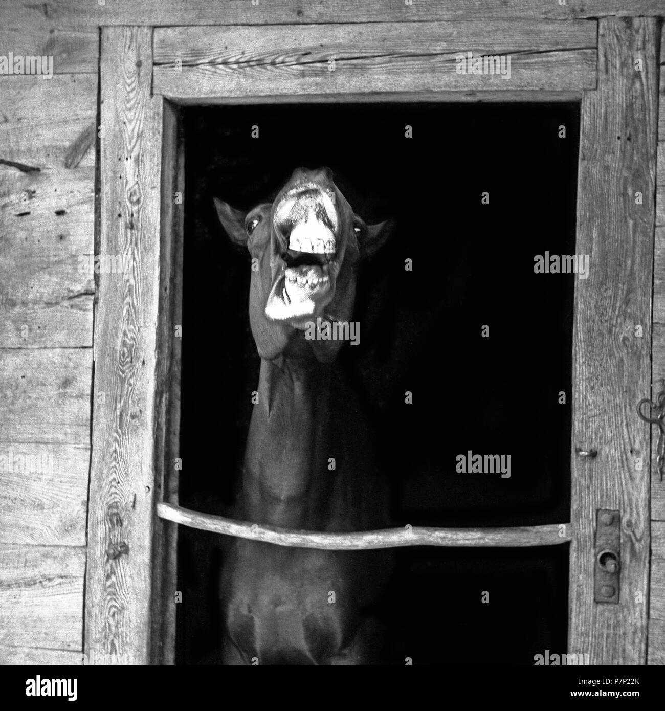 Pferd mit offenen Mund in einem stabilen, um Freiburg Ca. 1945 bis 1955 Stockfoto