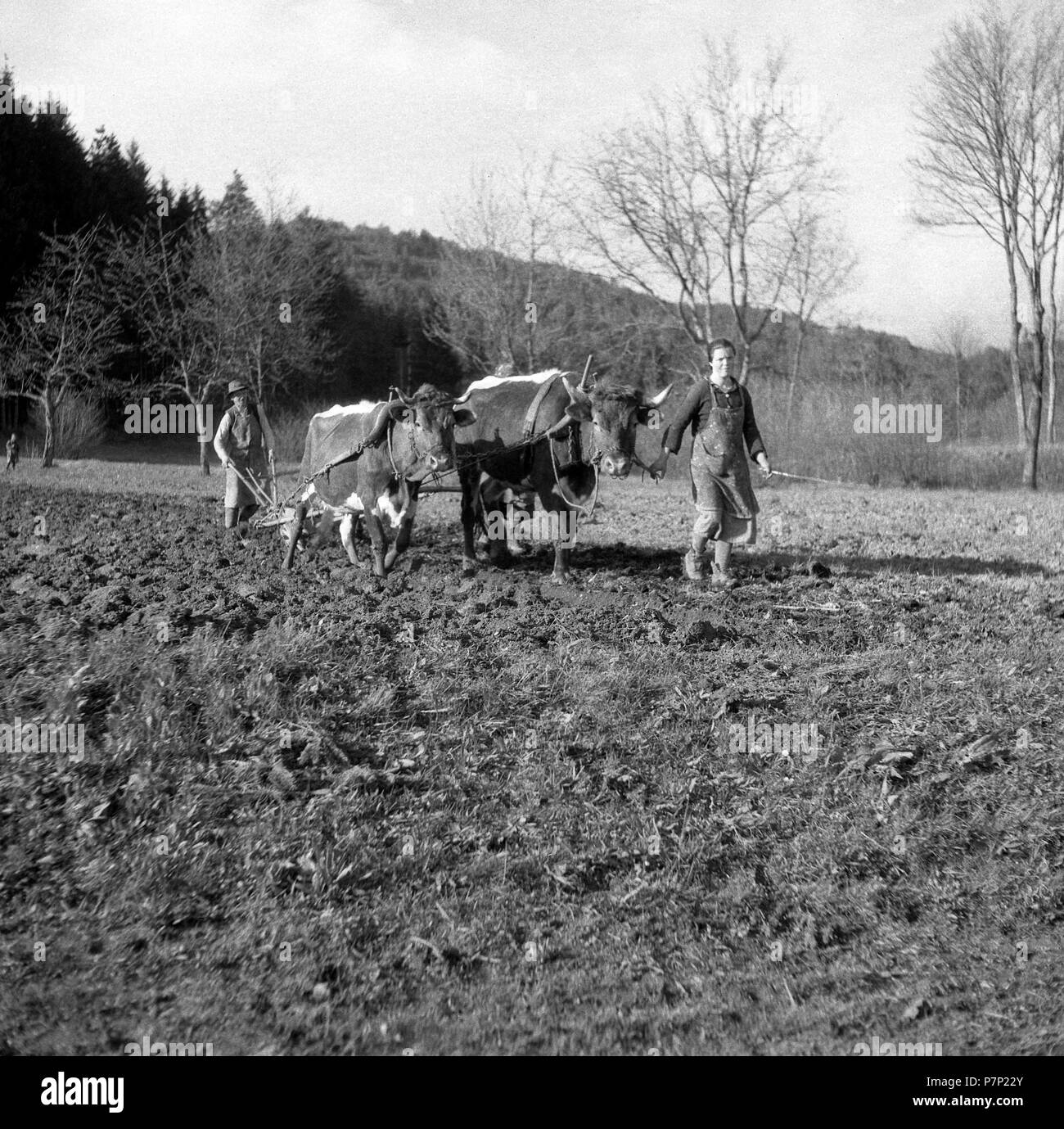 Mann pflüge Feld mit einem Wagen mit angespannten Pferd und Kuh, um Freiburg Ca. 1945 bis 1955 Stockfoto