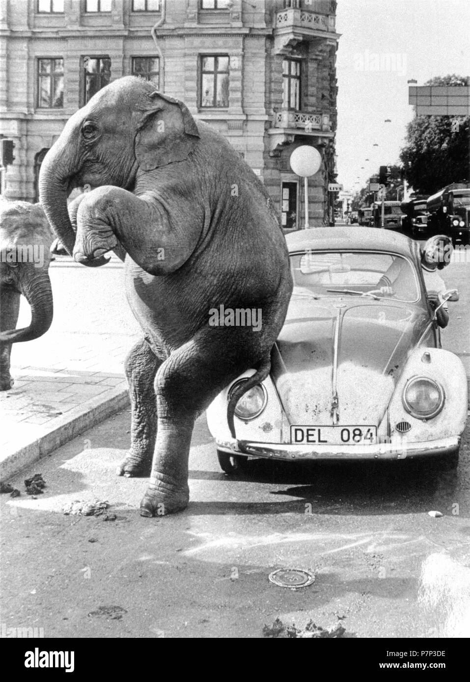 Elefant auf VW, Ca. 1950, genaue Ort unbekannt, Kuba, Karibik, Zentralamerika Stockfoto