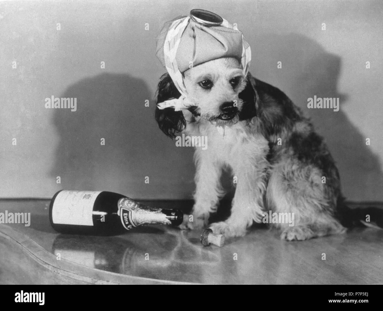 Hund krank mit leeren Flasche Sekt, Ca. 1950, genaue Ort unbekannt, Kuba, Karibik, Zentralamerika Stockfoto