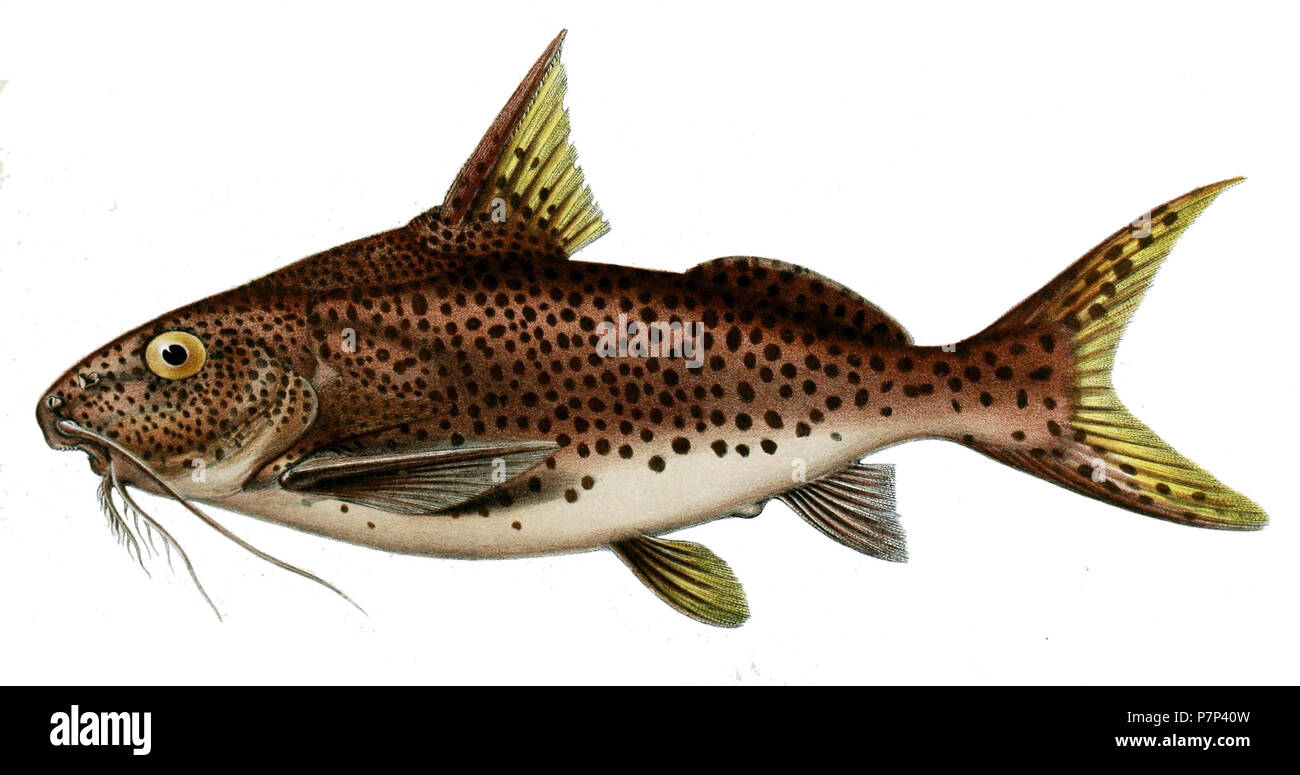 Synodontis multipunctatus. 1898 360 Synodontis multipunctatus J. Grün Stockfoto