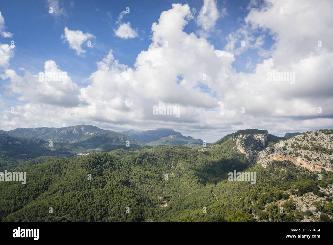 Pinar de Canet, Pinus halepensis, Esporles, Fita del Ram desde el Puig des Boixos, Sierra de Tramuntana, Mallorca, Balearen, Spanien. Stockfoto