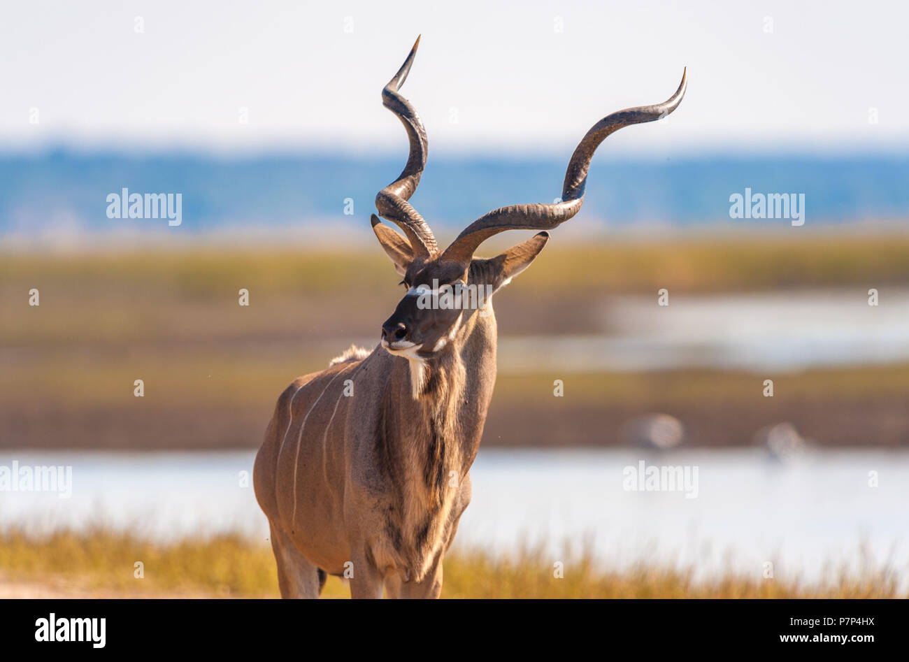 Kudu (Tragelaphus strepsiceros) im Chobe National Park Stockfoto