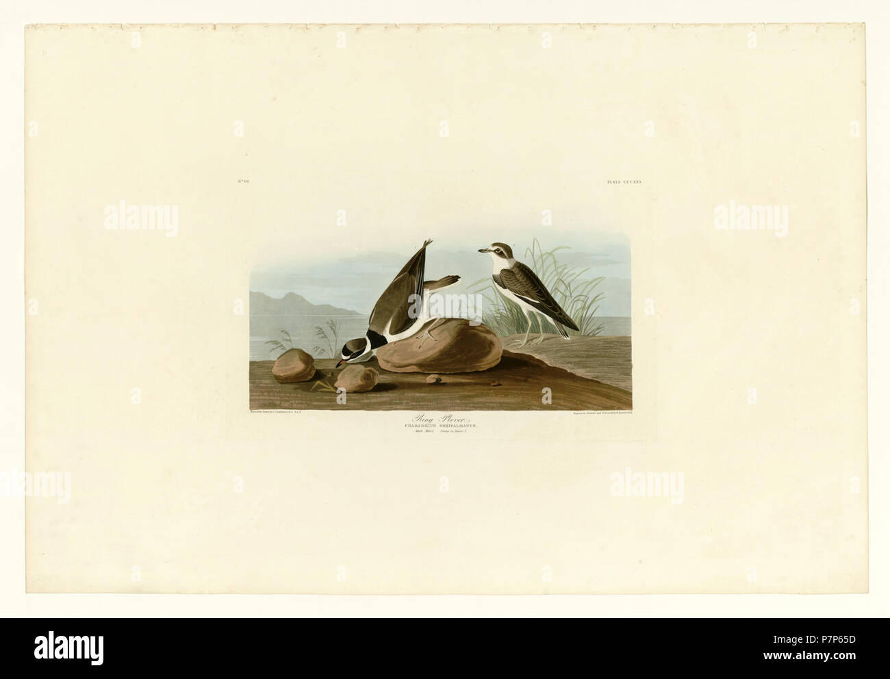 330 Ring Plover. Stockfoto