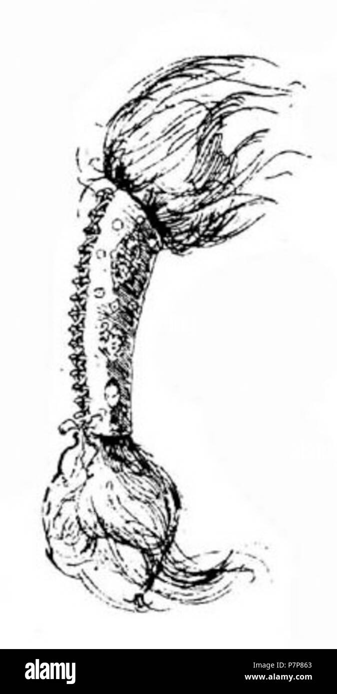 :''. 21 April 2013, 06:25:06 48 Boeheim (208) Stockfoto