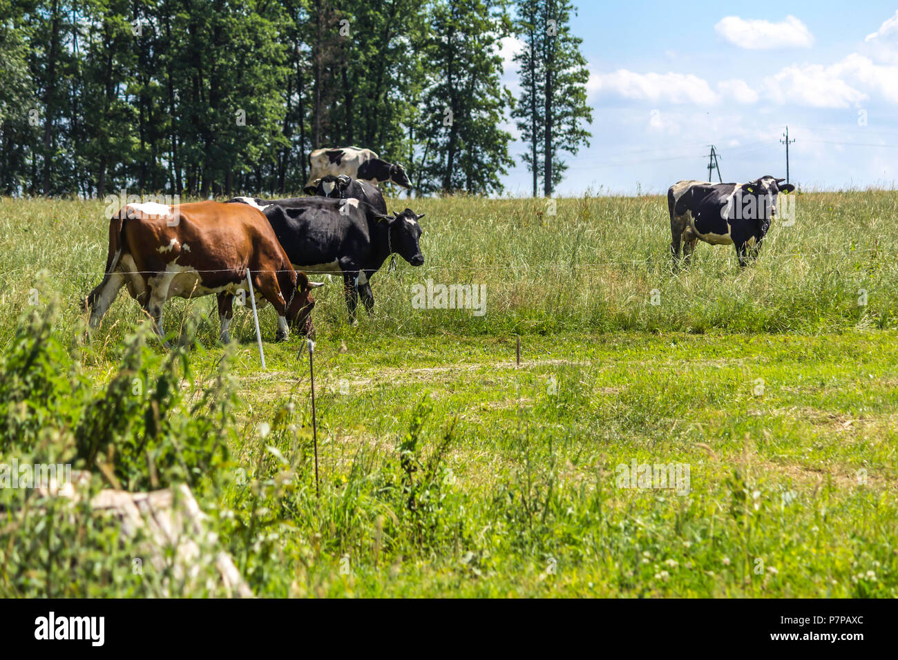 Motley Kühe, die in der Wiese mit grünem Gras weiden. Mitte Sommer. Milch Bauernhof. Podlasien, Polen. Stockfoto