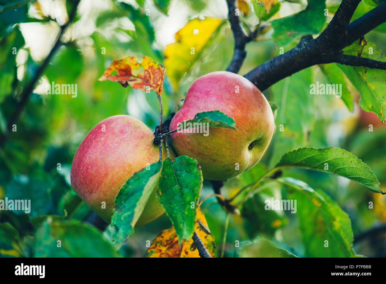 Große reife Äpfel Cluster hängen Heap auf einem Ast in einem intenseapple Obstgarten. Stockfoto