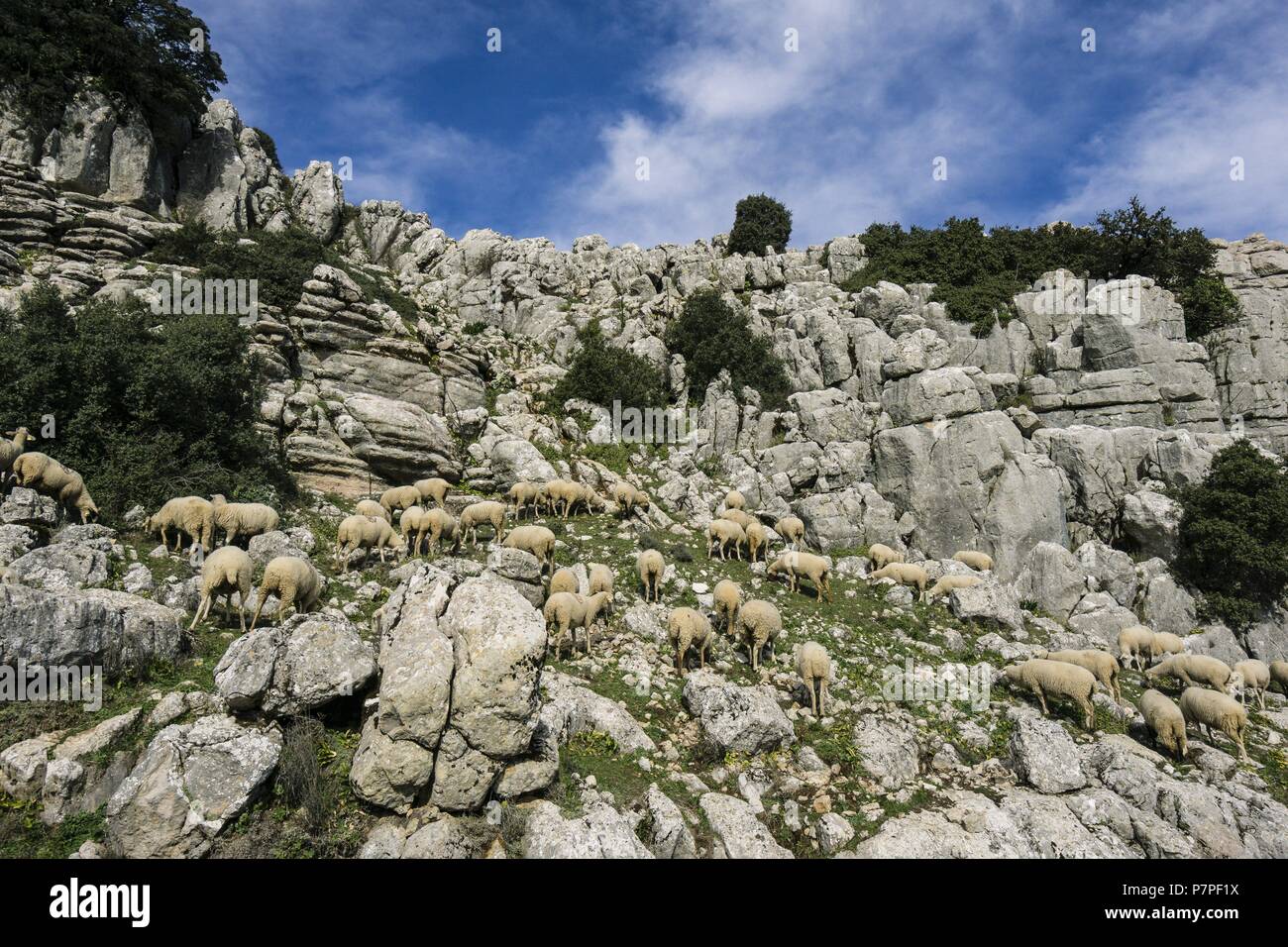 Rebaño de ovejas, Paraje Natural Torcal de Antequera Antequera y términos municipales de Villanueva de la Concepción, Provincia de Málaga, Andalusien, Spanien. Stockfoto