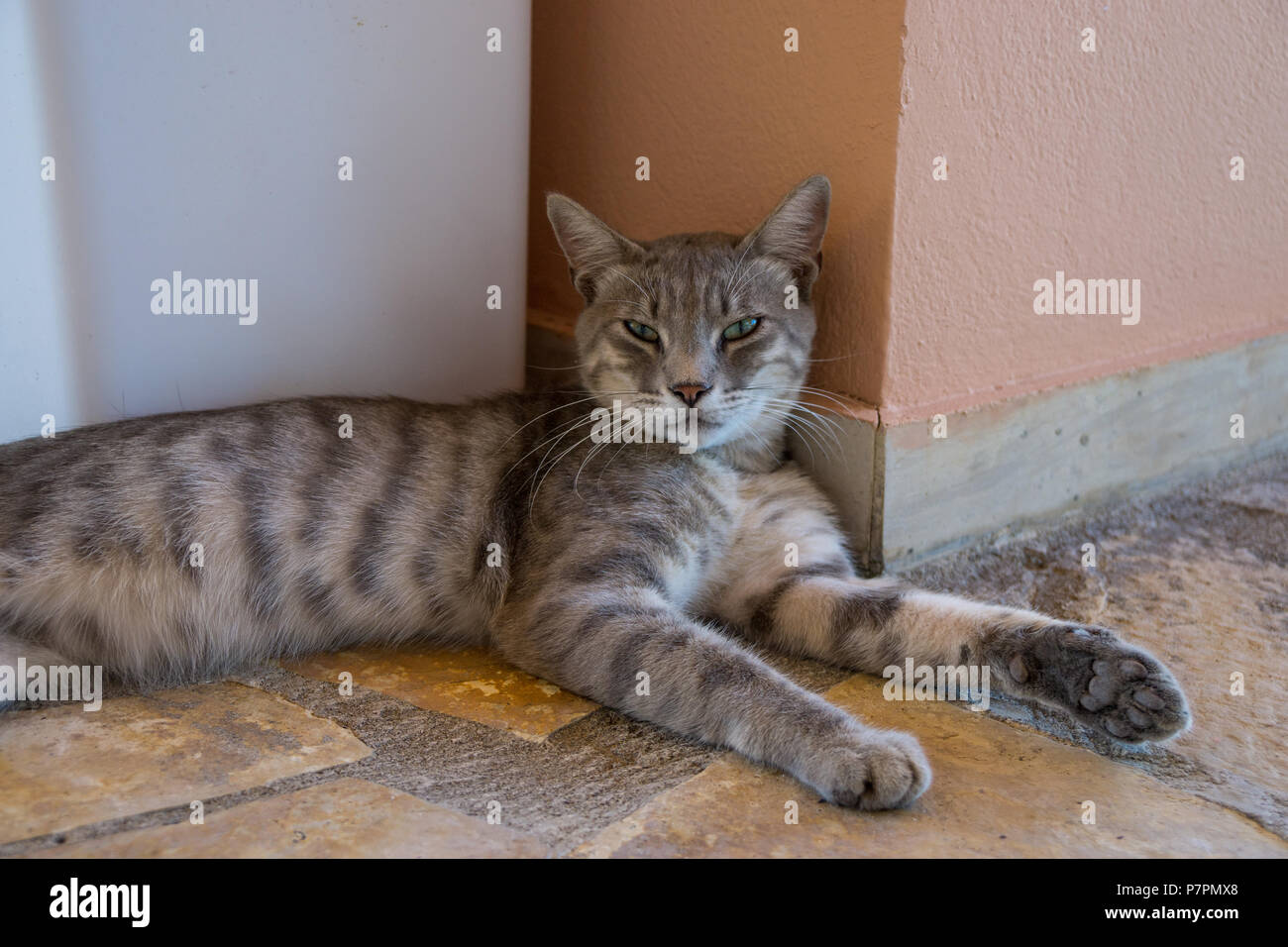 Graue tigerkatze -Fotos und -Bildmaterial in hoher Auflösung – Alamy