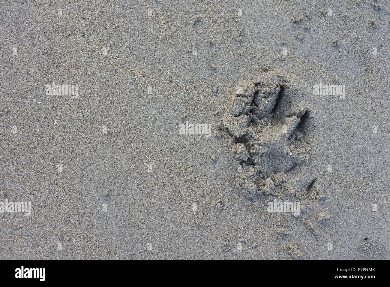 Tauchen Sie ein in die ruhige Schönheit des flachen Sandstrands mit einem verspielten Handabdruck, der fröhliche Erinnerungen festhält. Stockfoto