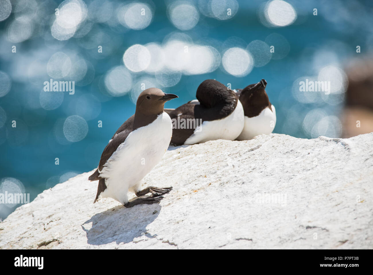 Wild GUILLEMOT von saltee Insel in der Grafschaft Wexford - Irland Stockfoto