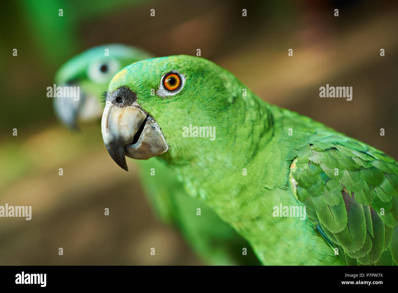 In der Nähe von Green Parrot Kopf auf unscharfen Hintergrund Stockfoto