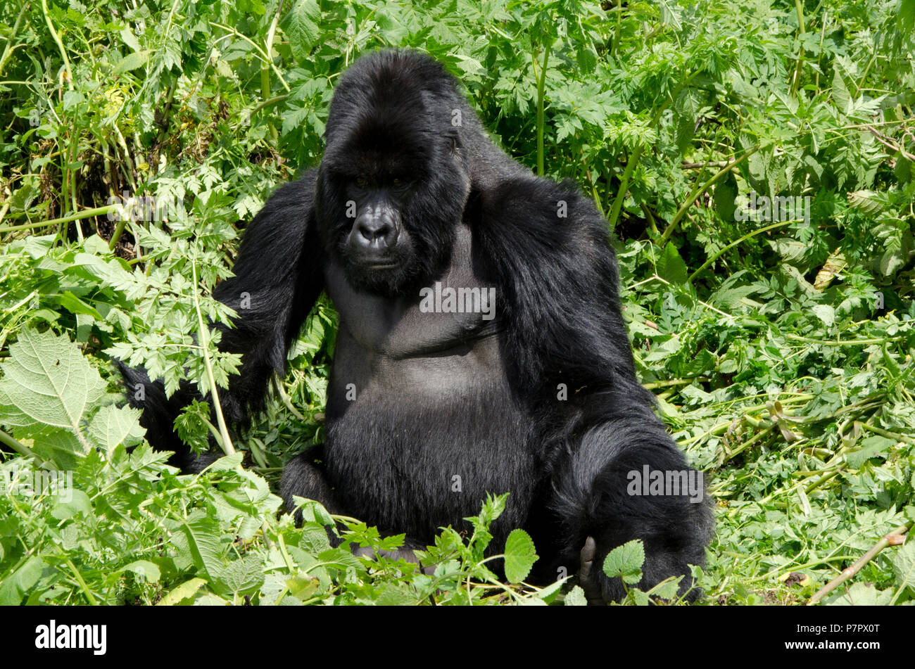 Silverback Gorilla der Amahoro Gruppe in den Bergen von Volcanoes National Park Kinigi, Ruhengeri, Ruanda, Ostafrika Stockfoto