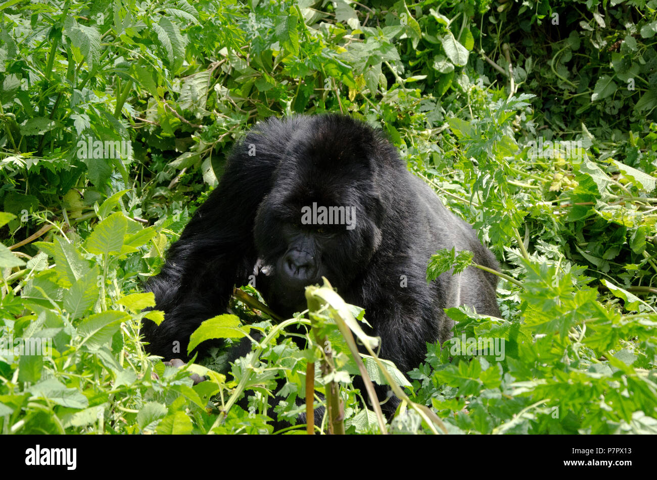 Ein Silverback Gorilla der Amahoro Gruppe im Rückblick auf die camea, von den Bergen der Volcanoes National Park Kinigi, Ruhengeri, Ruanda, Ostafrika Stockfoto