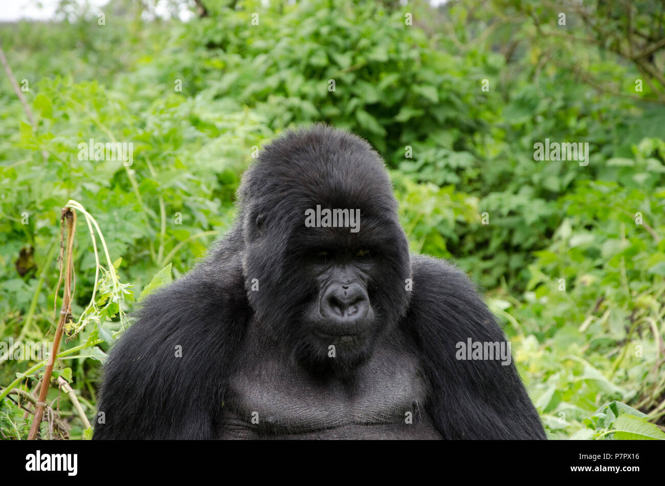 Silverback Gorilla der Amahoro Gruppe in den Bergen von Volcanoes National Park Kinigi, Ruhengeri, Ruanda, Ostafrika Stockfoto