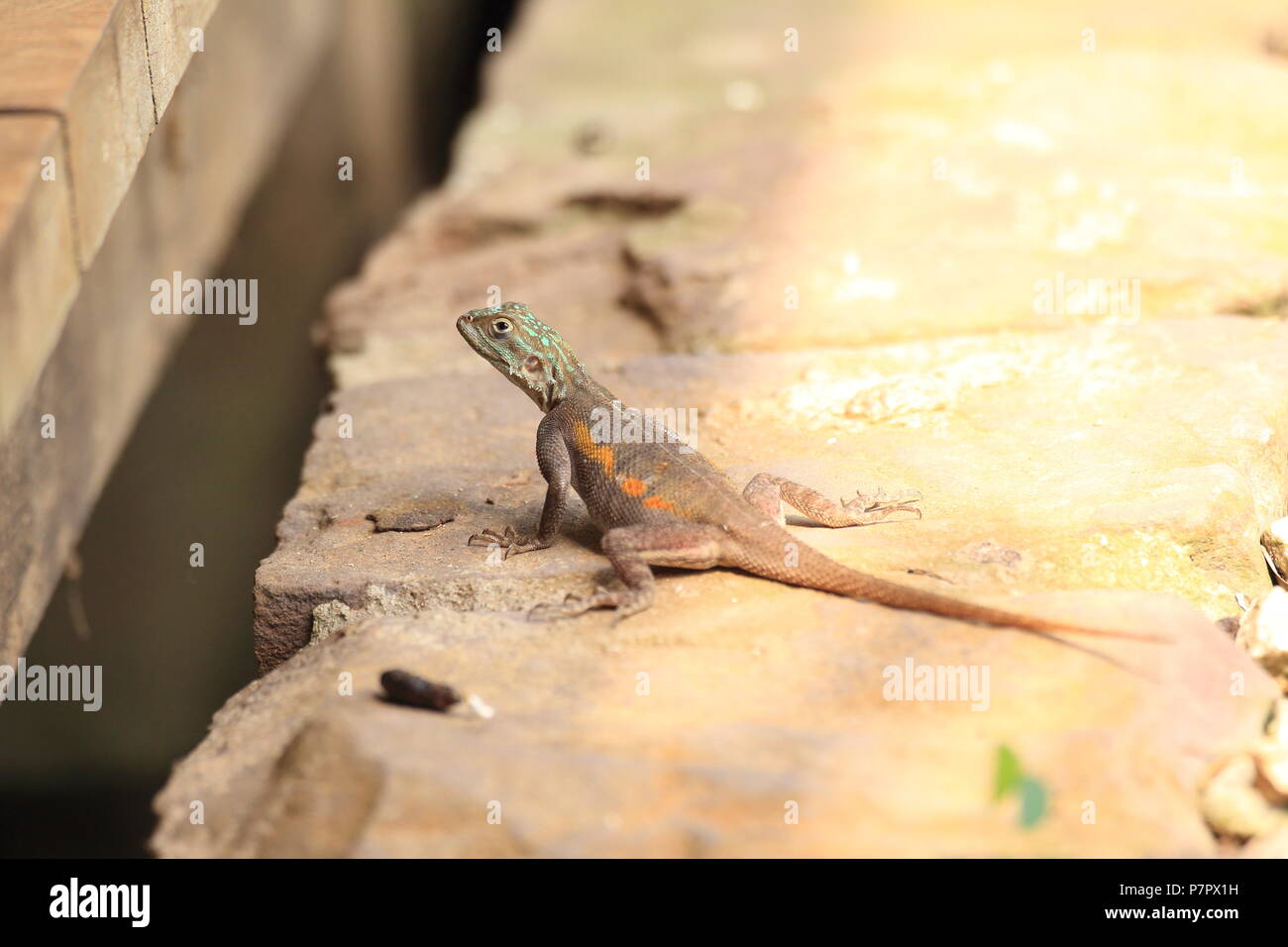 Die gemeinsame Agama, Rothaarige, oder Rainbow rock Agama agama (Agama agama) in Ghana Stockfoto