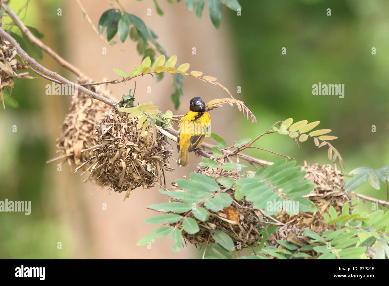 Village Weaver oder Gefleckt - unterstützte Weber oder Schwarz-headed Weaver (Ploceus cucullatus) in Ghana Stockfoto