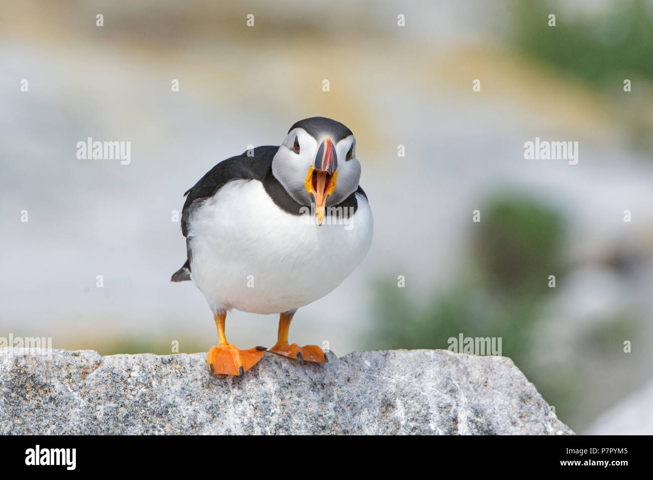 Papageitaucher Stockfoto