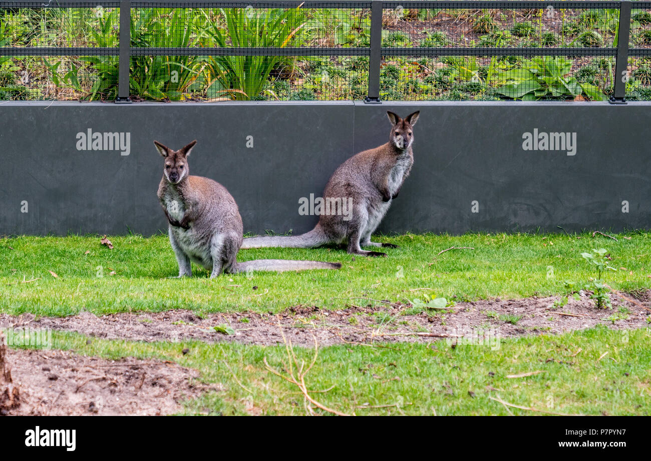 Wallabys schauen in die Kamera im Amsterdamer Zoo niedlich Stockfoto