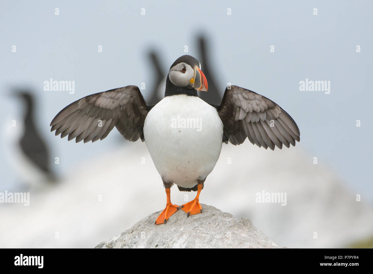 Papageitaucher Stockfoto