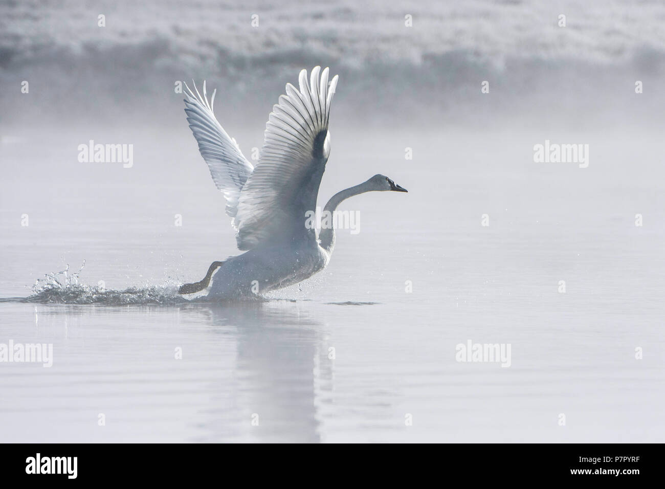 Trompeter Schwan (Cygnus buccinator) in den frühen Morgenstunden Nebel auf den Yellowstone River. Yellowstone National Park, Wyoming, USA. Stockfoto