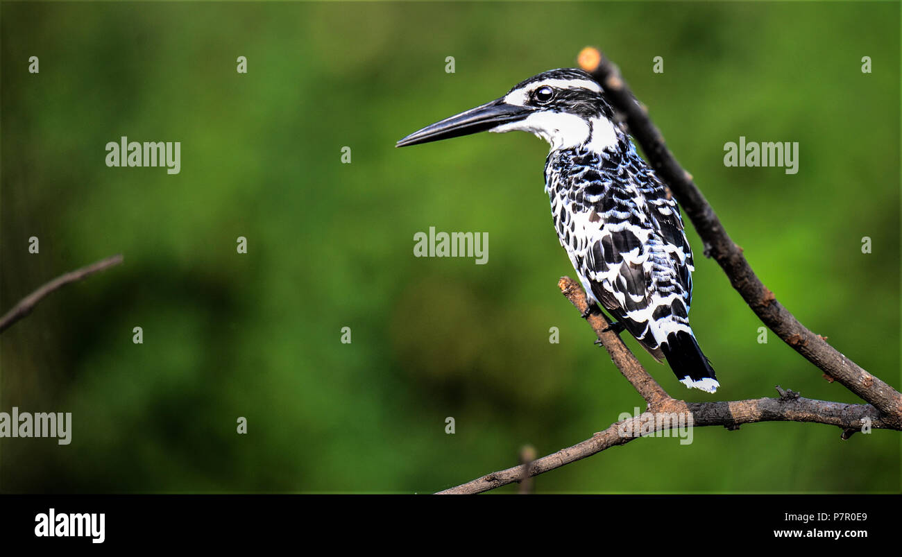 Pied Kingfisher auf der Suche nach Beute Stockfoto