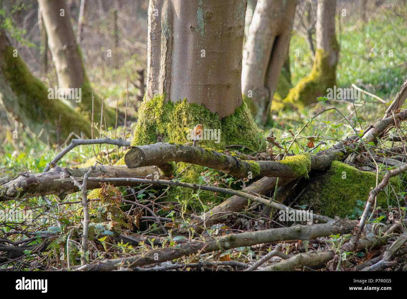 Robin thront auf Log in Wäldern im Frühjahr Stockfoto