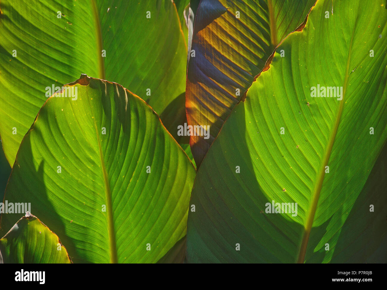 Blätter von Canna lily Blumen in der nachmittäglichen Sonne Stockfoto