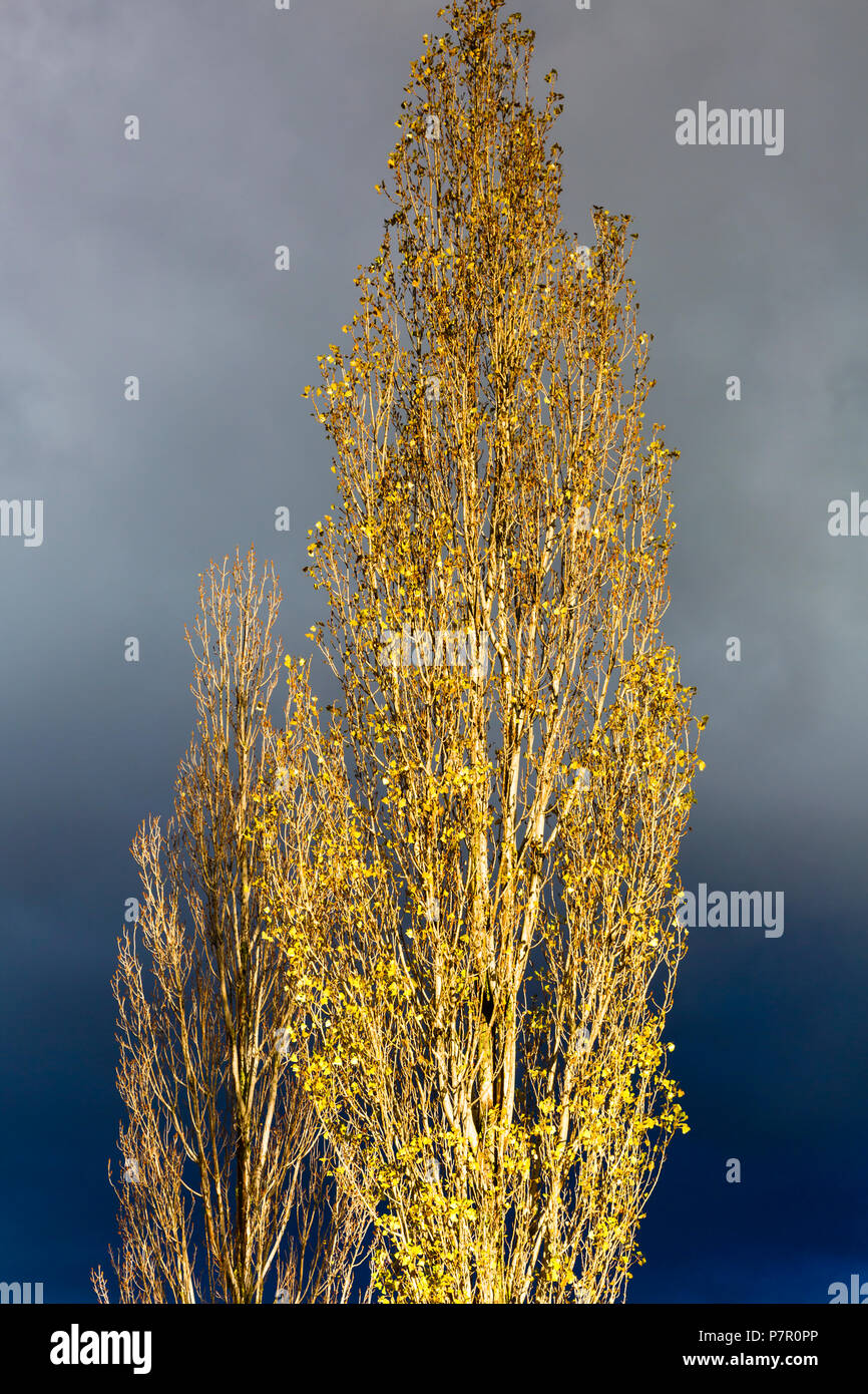 Pappeln im Herbst. Stockfoto