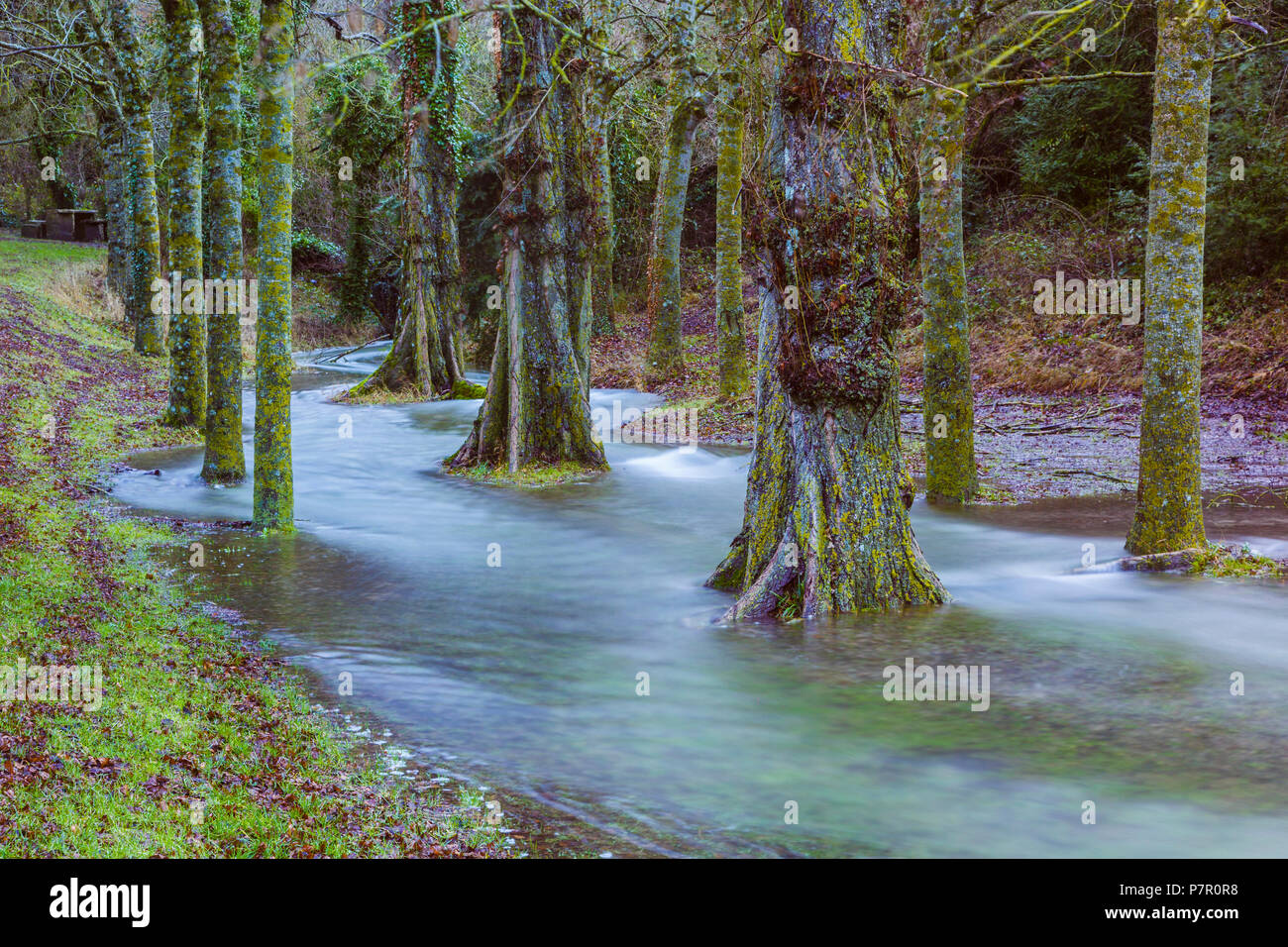 Flut Bäume in einem Bach. Stockfoto