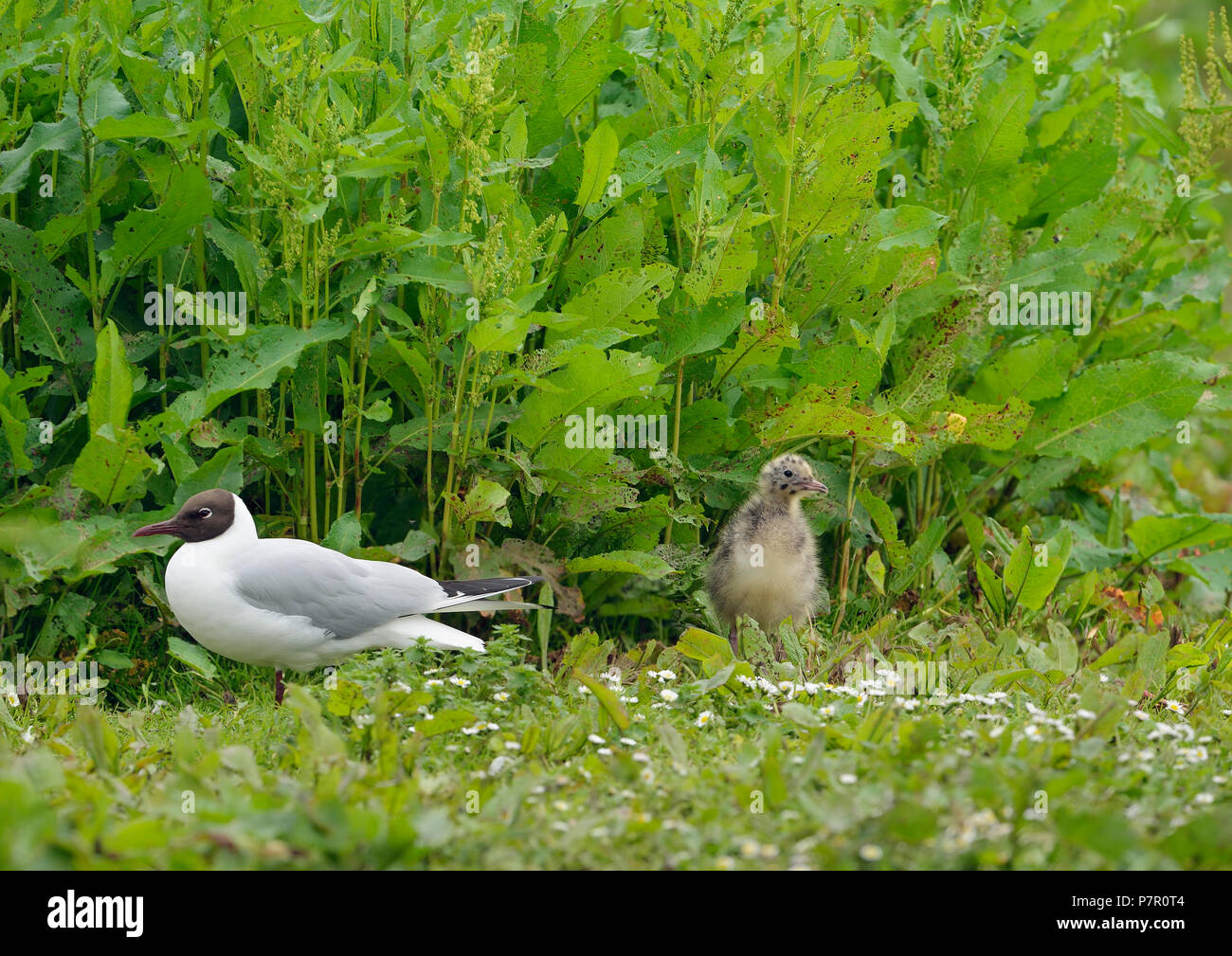 Lachmöwe, Larus ridibundus Erwachsener und Küken auf Nährböden Stockfoto