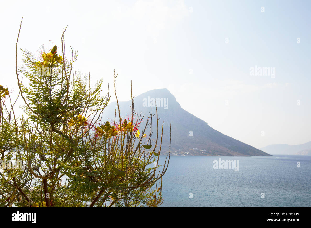 Yellow Bird Of Paradise, Caesalpinia cordata, in der Nähe des Meeres, Masouri, Kalymnos, Griechenland Stockfoto